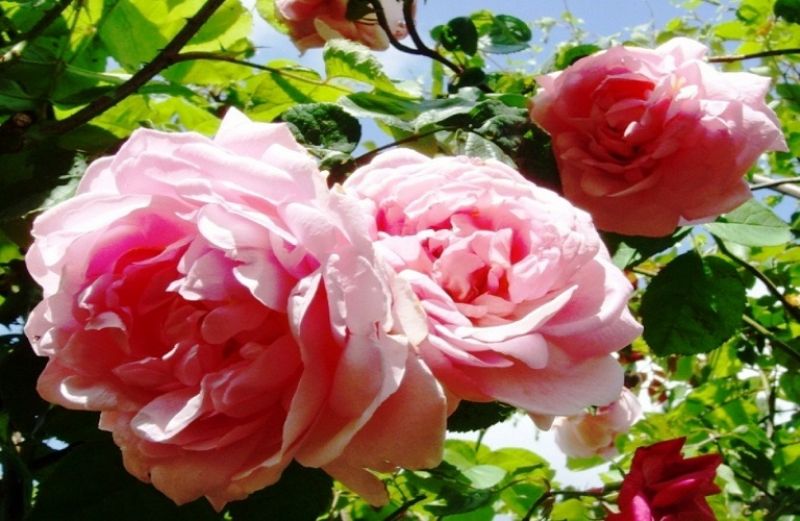 Άμεση επιχορήγηση μέσω κρατικής ενίσχυσης στον τομέα της παραγωγής Ανθέων