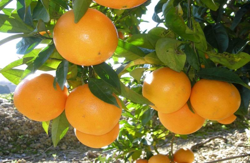 Τι ισχύει για τη Συνδεδεμένη Ενίσχυση στα χυμοποιήσιμα πορτοκάλια