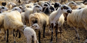 Επιβεβαιώθηκε νέο κρούσμα ευλογιάς αιγοπροβάτων στην Αμφιλοχία