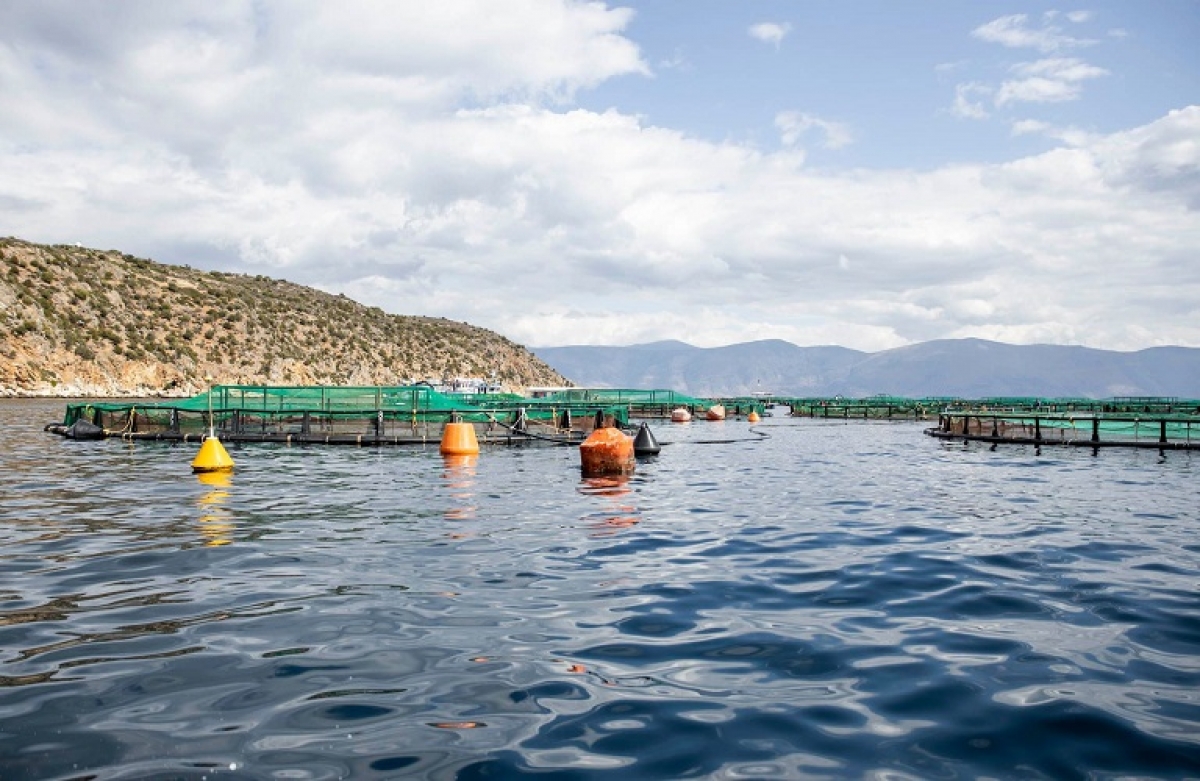 Υδατοκαλλιέργειες: Έως 15/10/2021 οι αιτήσεις για κορονοενίσχυση