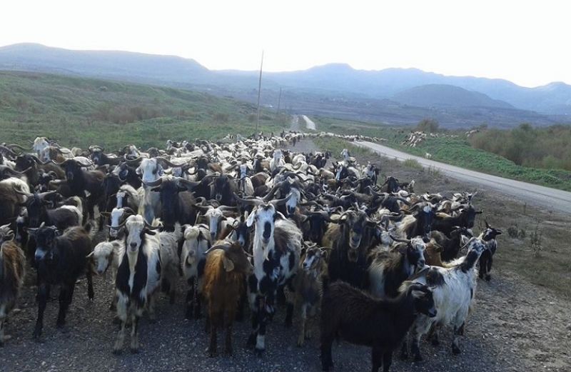 Πληρωμή στην Αιτωλοακαρνανία για τη δράση σπάνιων φυλών