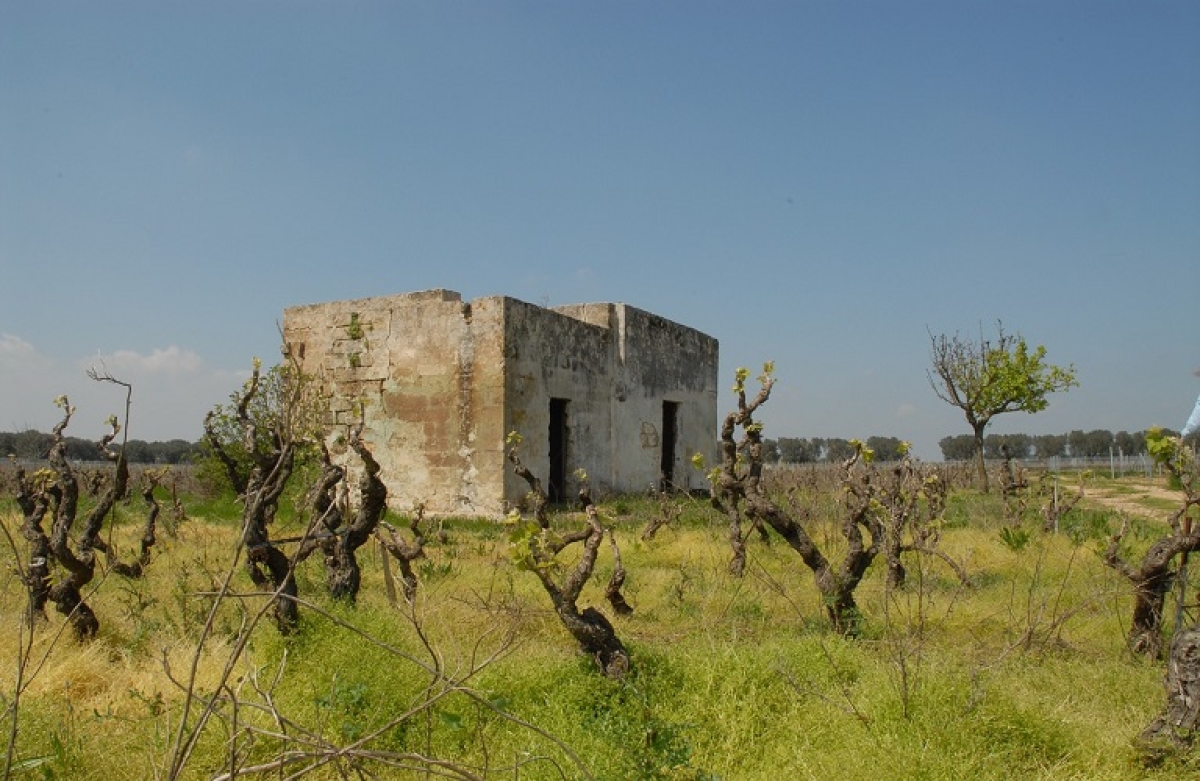 Αναδιάρθρωση αμπελώνων - το νέο πρόγραμμα