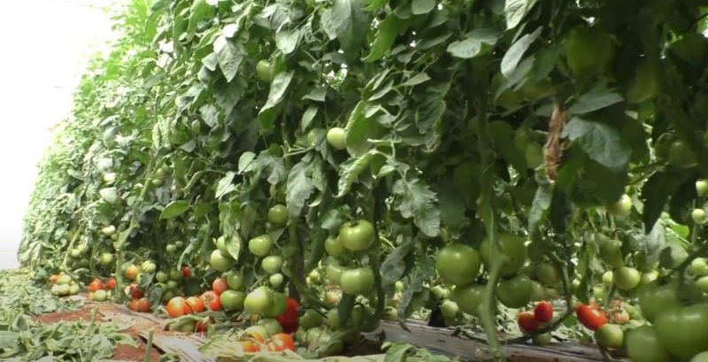 Ένα βίντεο – αφιέρωμα στους τοματοπαραγωγούς του Ακτίου