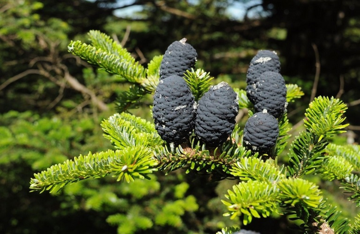 Διακίνηση φυτών την περίοδο των Χριστουγέννων