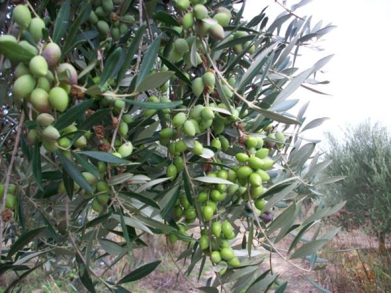 Συνεδρία με θέμα «Η βιολογική καλλιέργεια ελιάς» στο Forum Ναυπακτίας