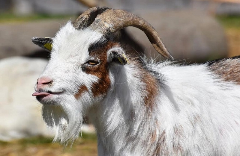 Ύβρις και βλασφημία!