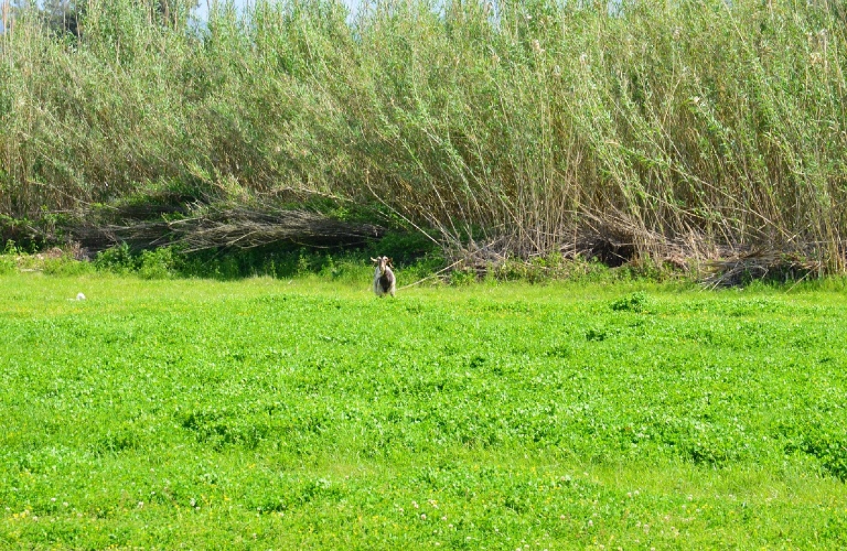 Βασισμένη στις επιδόσεις η νέα ΚΑΠ