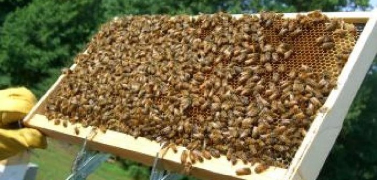 Αγρίνιου: Οικιακή μελισσοκομία, βιολογικά προϊόντα και Πρώτες Βοήθειες στα προτεινόμενα μαθήματα του Κ.Δ.Β.Μ. του Δήμου