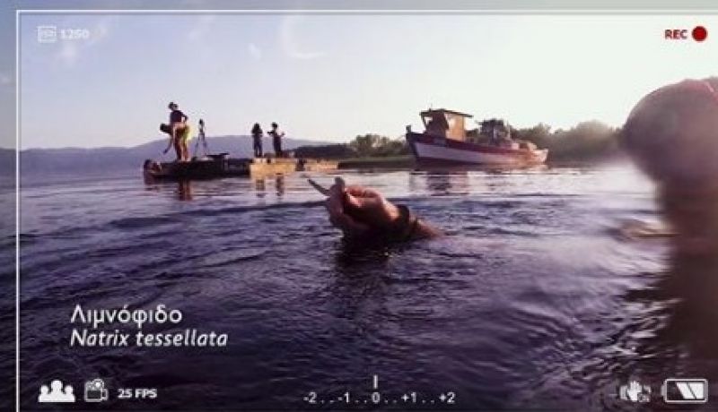 Η «άγρια» Τριχωνίδα στην ΕΡΤ 3 (βίντεο)
