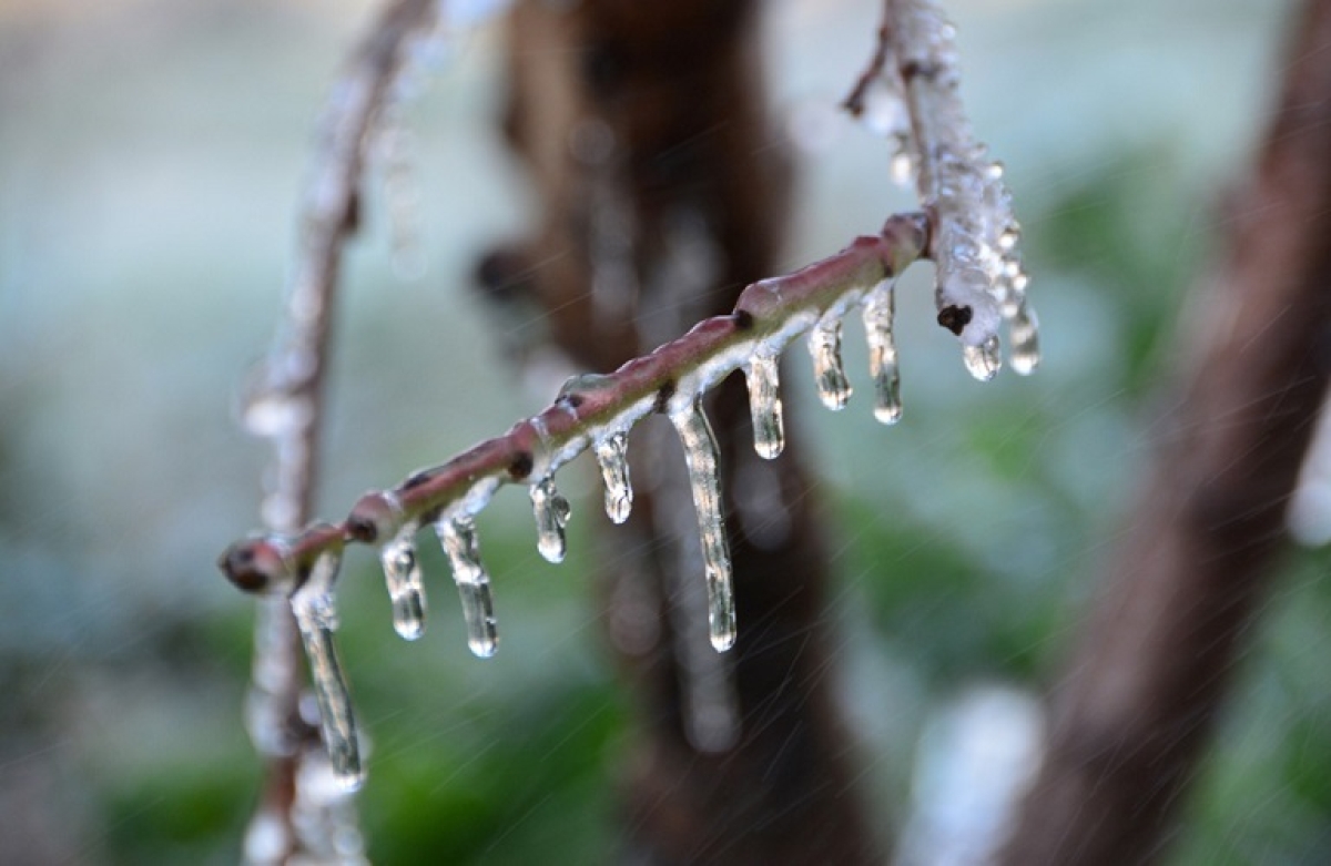 20 εκατ. ευρώ για αποζημιώσεις σε προανθικό στάδιο