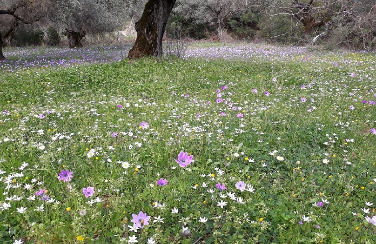 Oι αιτήσεις ενιαίας ενίσχυσης 2022 μέσω του gov.gr