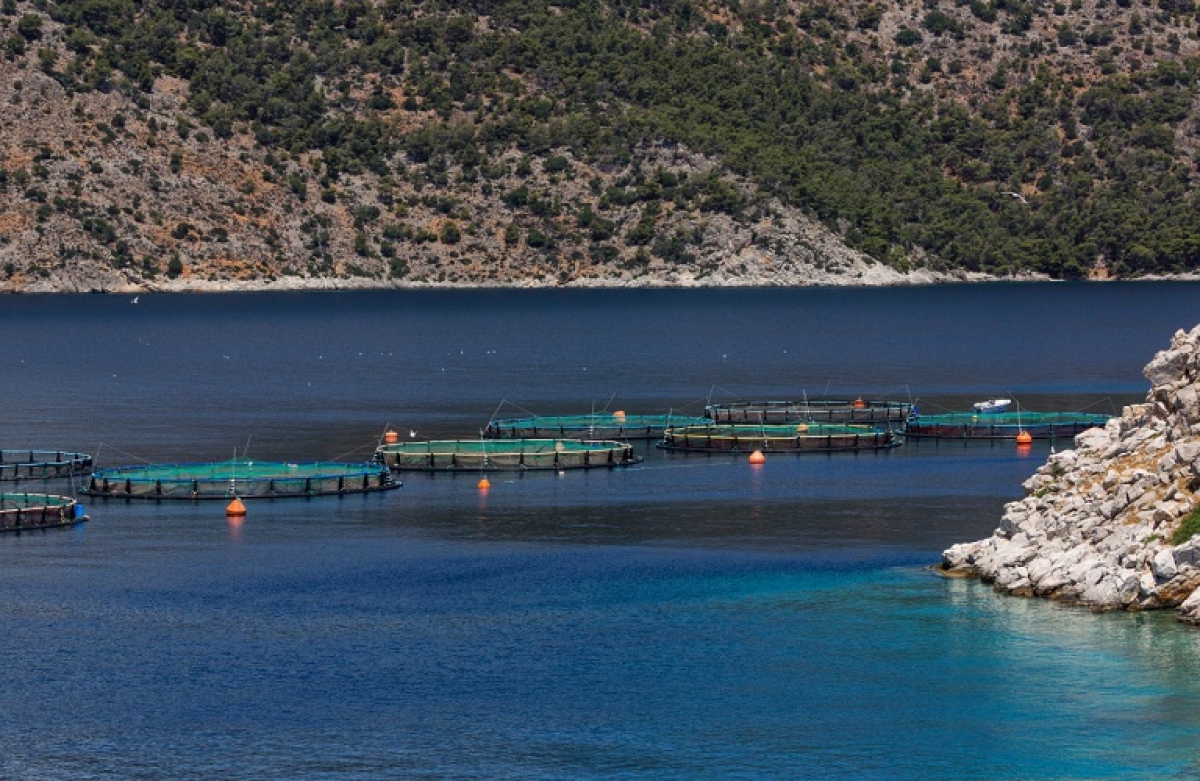 Κυβερνητική δέσμευση η στήριξη των υδατοκαλλιεργειών