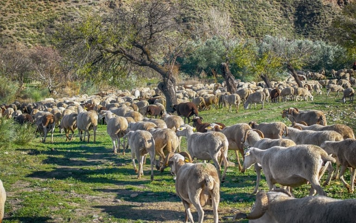 Έναρξη υποβολής αιτήσεων από τους νεοεισερχόμενους κτηνοτρόφους του έτους 2021 στο Μέτρο 22 για την αγορά ζωοτροφών