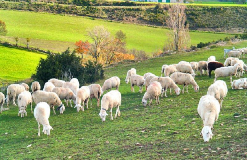 Σχέδια Βελτίωσης: οι δικαιούχοι των δράσεων 4.1.1 και 4.1.3 στη Δυτική Ελλάδα