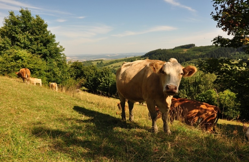 Αφθώδης Πυρετός: τα μέτρα που εφαρμόζονται στη χώρα