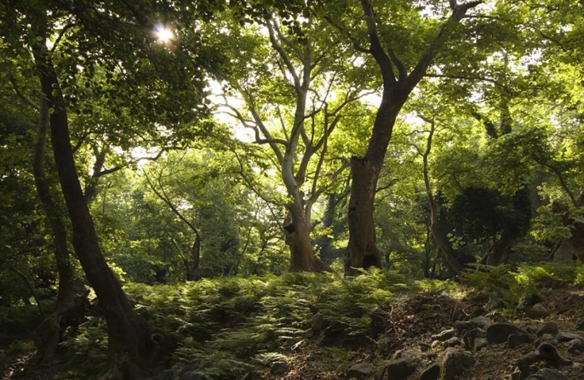 &quot;20 εκατ. δέντρα θα πρασινίσουν την Ελλάδα&quot;