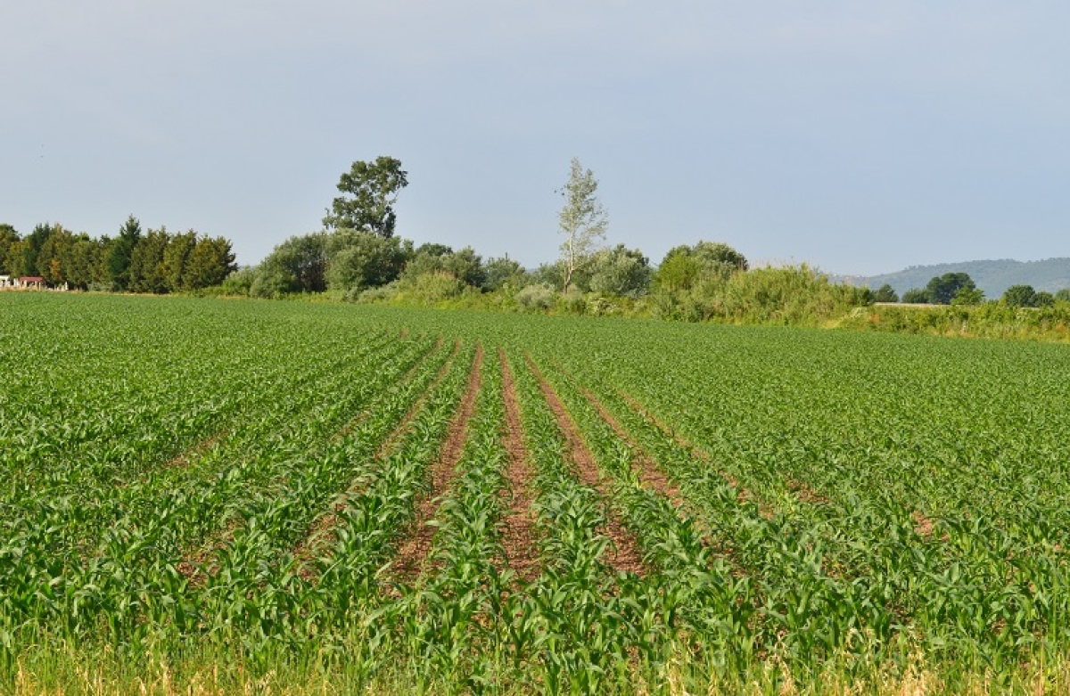 Ανακοίνωση του ΟΠΕΚΕΠΕ για την υποχρέωση προσκόμισης ηλεκτρονικών μισθωτηρίων