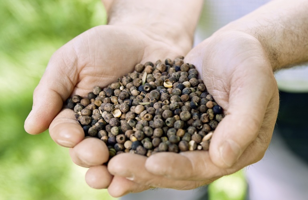 Γεωργικοί Σύμβουλοι: τι είναι και πως μπορούν να σας βοηθήσουν