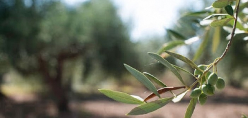 Δολωματικοί ψεκασμοί σε Παναιτώλιο, Νέα Αβόρανη, Καινούργιο και Προσήλια