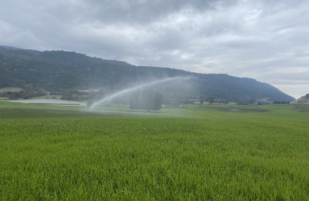 Πολλαπλή Συμμόρφωση