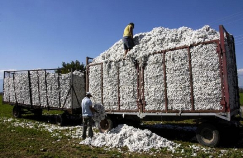 Με υπευθυνότητα η παράδοση βάμβακος