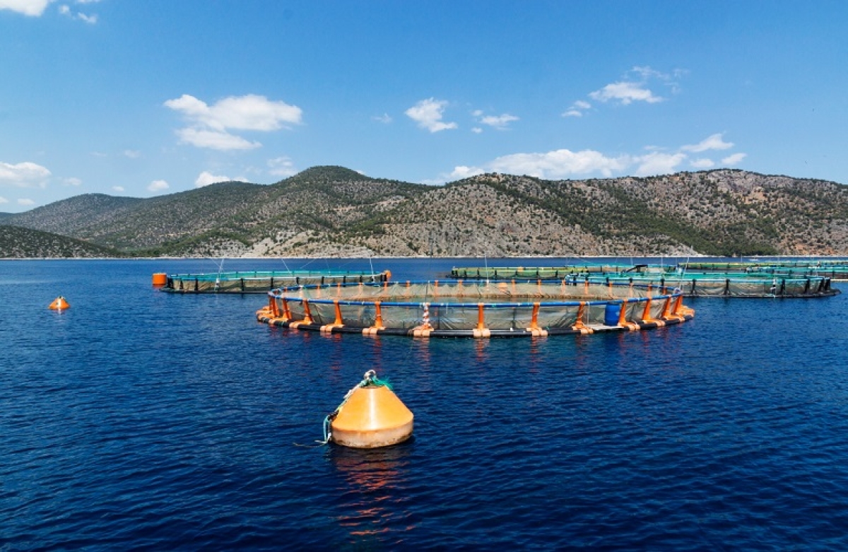 Ένταξη υπηκόων τρίτων χωρών για εργασία στην υδατοκαλλιέργεια