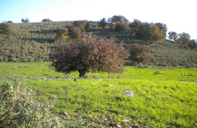 Γεωργία &amp; Κτηνοτροφία 2018-2030: οι προβλέψεις της Ε.Ε.