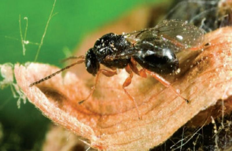 Σφήκα καστανιάς: εντοπισμός προσβολών - αντιμετώπιση