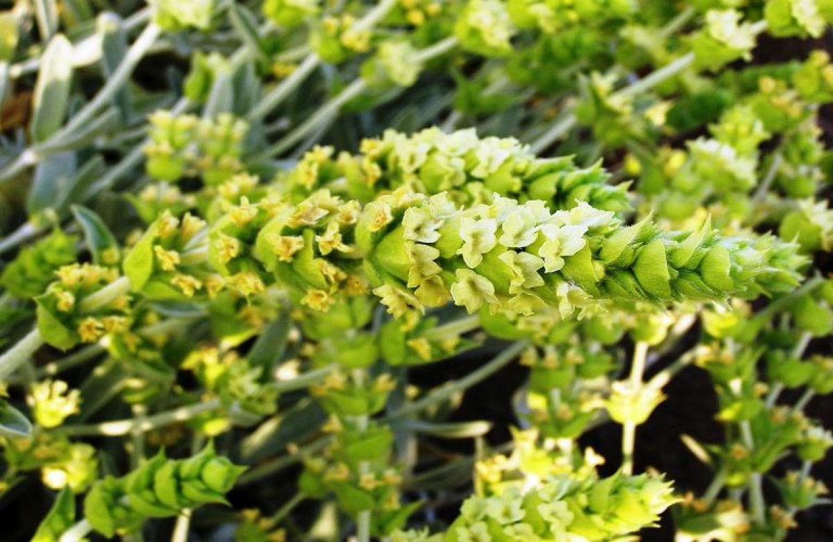 Τσάι του βουνού: η καλλιέργεια