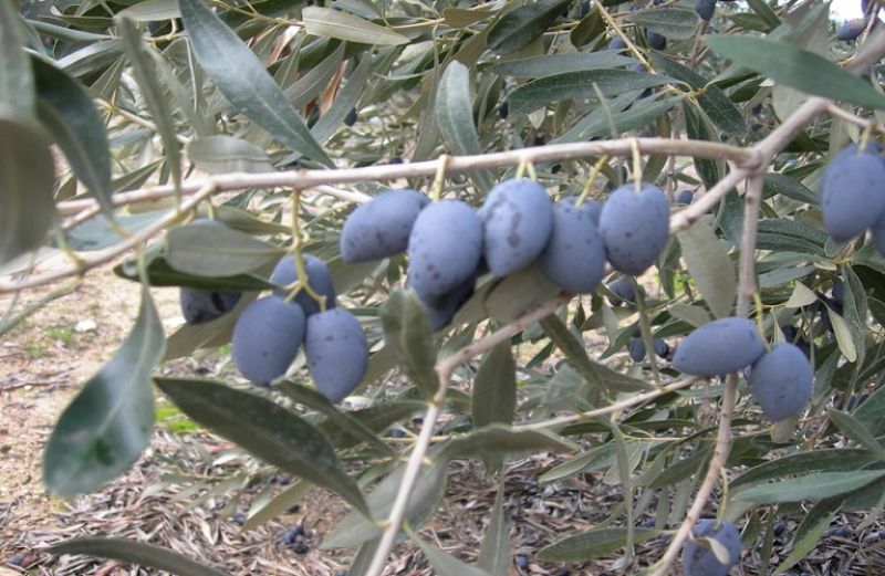 Ελιές Καλαμών: οι αριθμοί λένε την αλήθεια