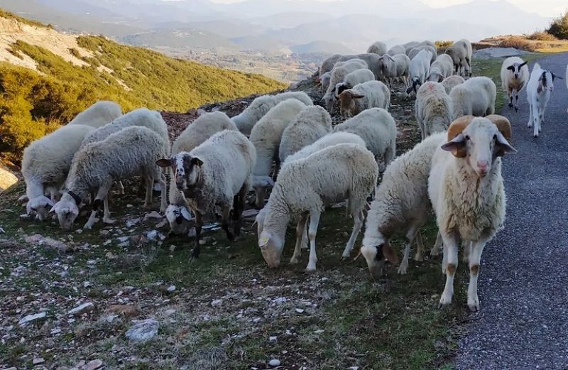 Εξισωτική Αποζημίωση και Ενεργός Επαγγελματική Δραστηριότητα