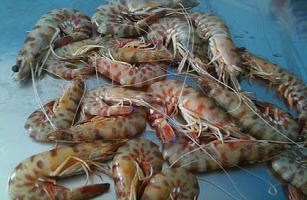 Προώθηση Αλιευμάτων Περιφέρειας Δυτικής Ελλάδας