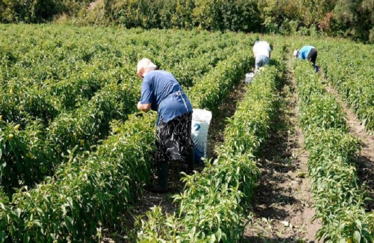 Ζητείται άμεση πολιτική απόφαση για τους εργάτες γης
