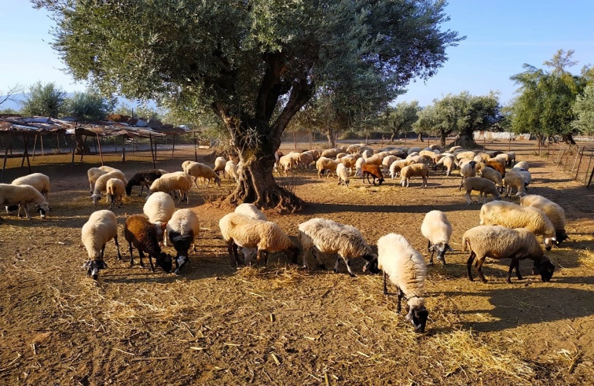 Σπάνιες φυλές: ξεκίνησαν οι πληρωμές