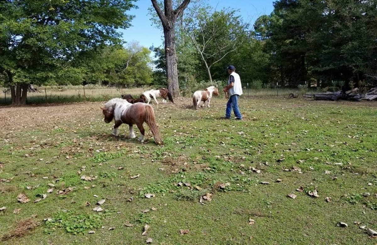 Σύστημα ταυτοποίησης και ιχνηλάτησης δεσποζόμενων ιπποειδών