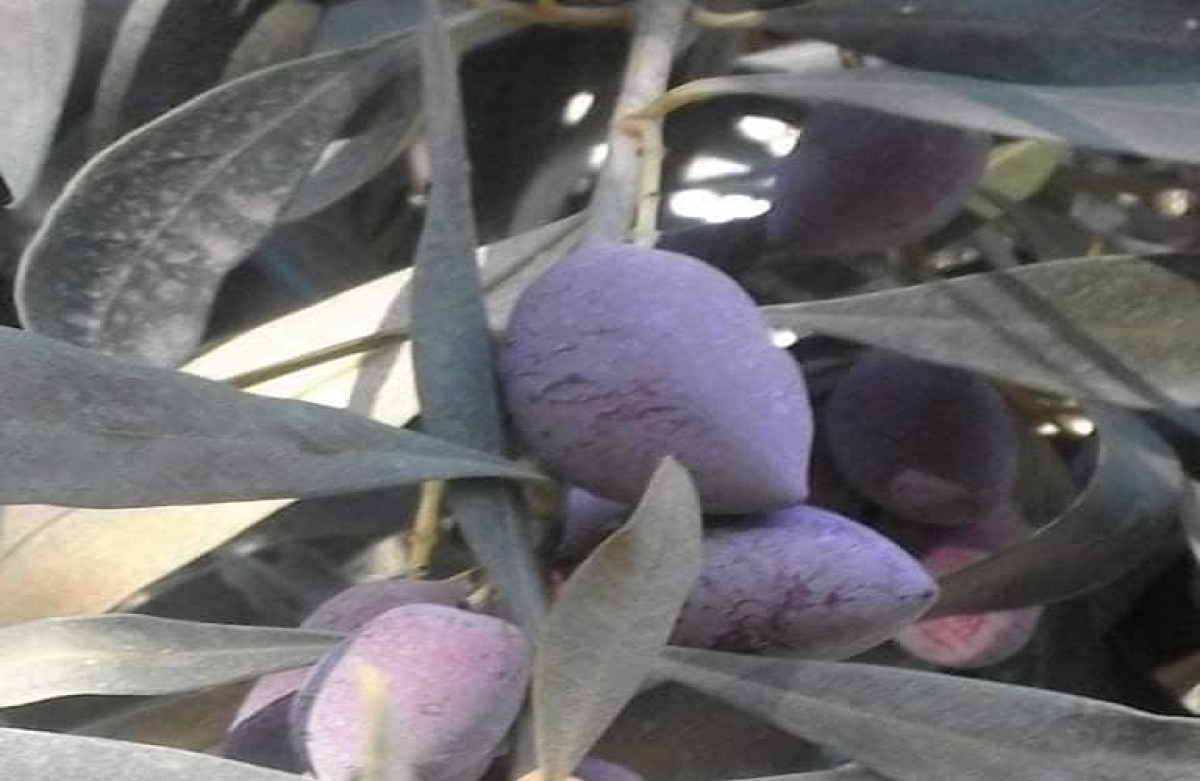 Κοινη δήλωση βουλευτών του ΣΥΡΙΖΑ σχετικά με την ακύρωση από το ΣτΕ της από 7.2.2018 υπουργικής απόφασης σχετικά με την εγγραφή στον Εθνικό Κατάλογο ποικιλιών των συνώνυμων της ποικιλίας ελιάς Καλαμών