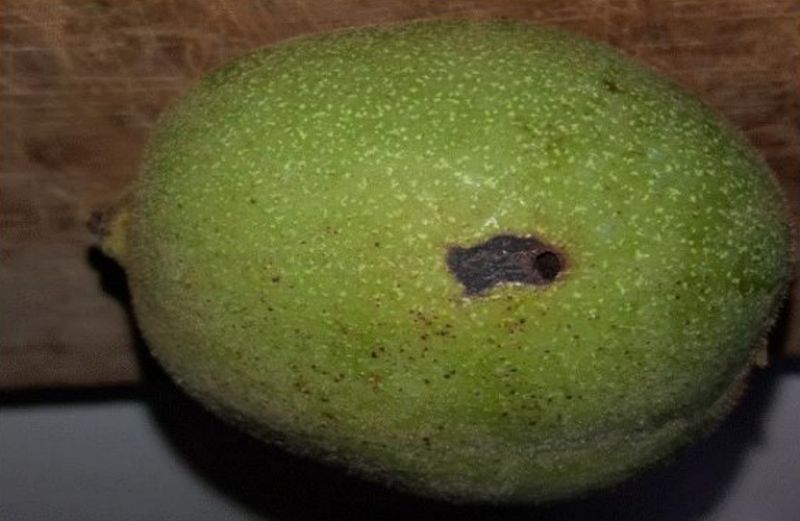 Προειδοποιήσεις για της καρπόκαψα στην Καρυδιά