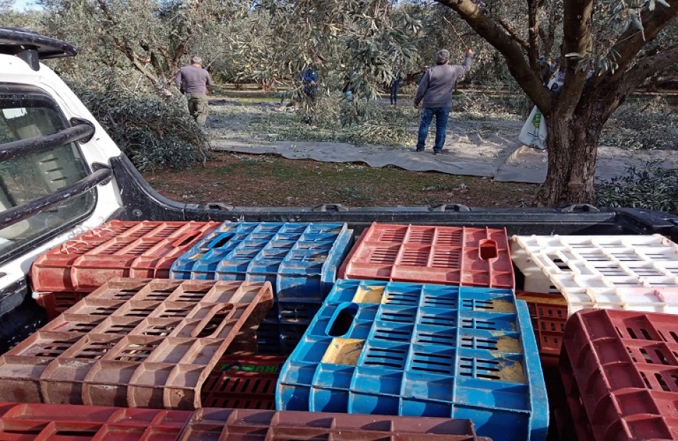 Διεθνές σεμινάριο για «το μέλλον του ελαιοκομικού τομέα»