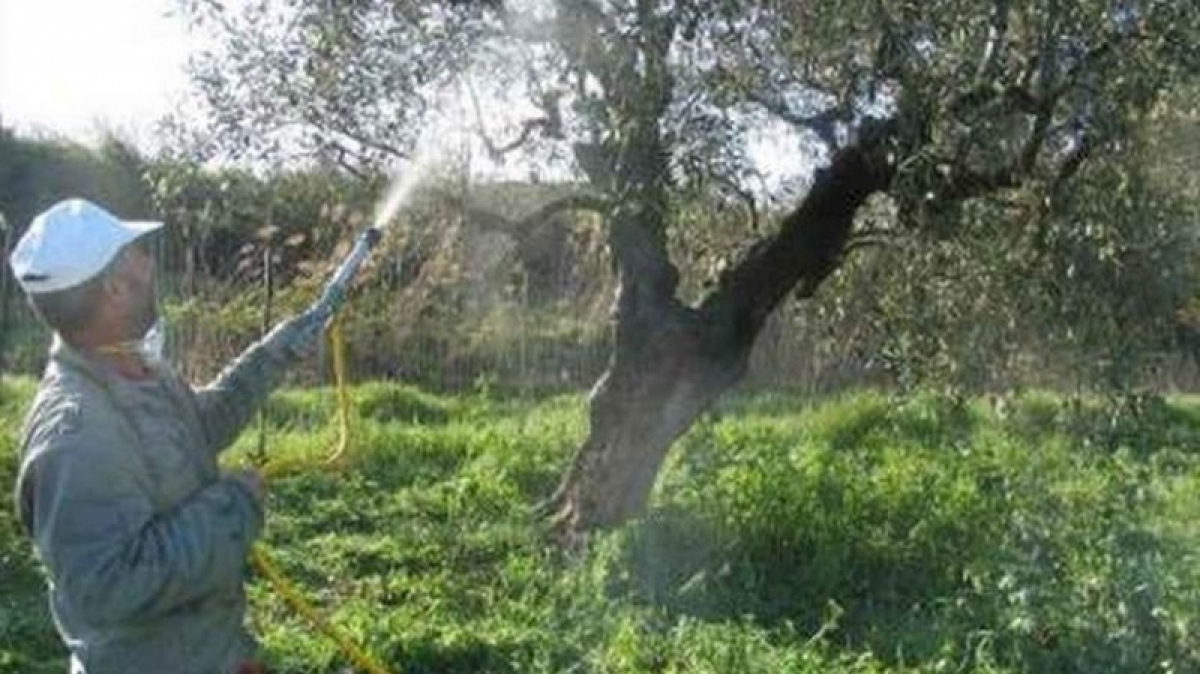 Ξεκινάει την Τετάρτη ο νέος δολωματικός ψεκασμός για τον δάκο της ελιάς στην Π.Ε. Αιτωλοακαρνανίας