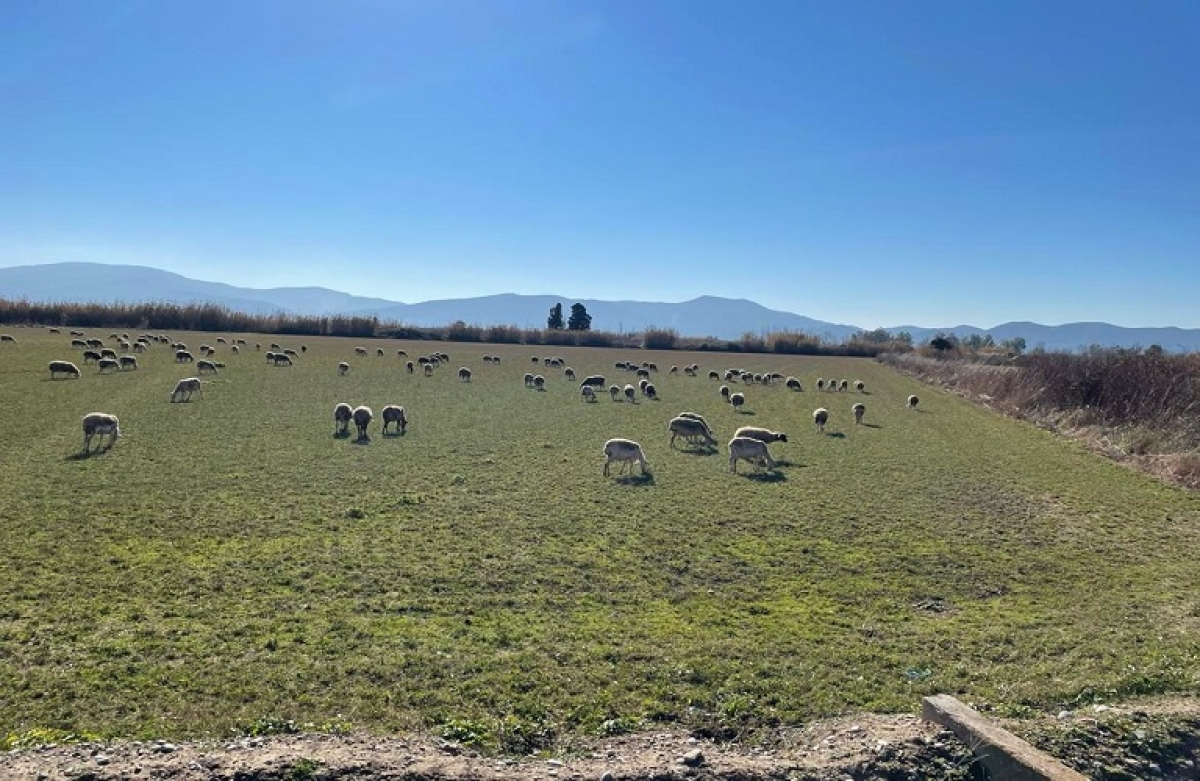 Άμεση εκκίνηση για τα Διαχειριστικά Σχέδια Βόσκησης
