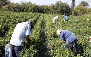 Αγρότες: Έρχεται εφαρμογή που θα «βλέπει» αν είσαι στο χωράφι με στόχο την αποτροπή ψευδών δηλώσεων στο ΟΣΔΕ