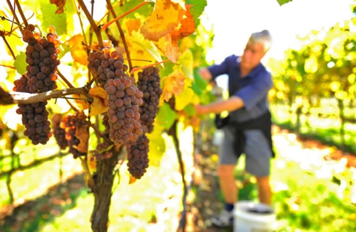Μέχρι 30/11 οι δηλώσεις συγκομιδής
