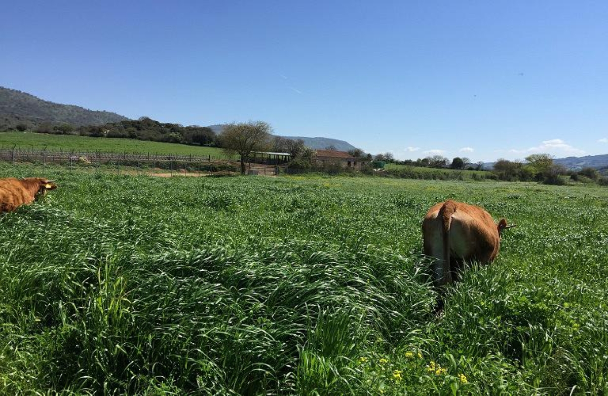 Αφαίρεση Άνθρακα: τι συνεπάγεται για τη γεωργία