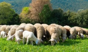 Ευλογιά αιγοπροβάτων: Σκληρά μέτρα έως το Πάσχα 2026 – Εντατικοί έλεγχοι σε όλη την Ελλάδα