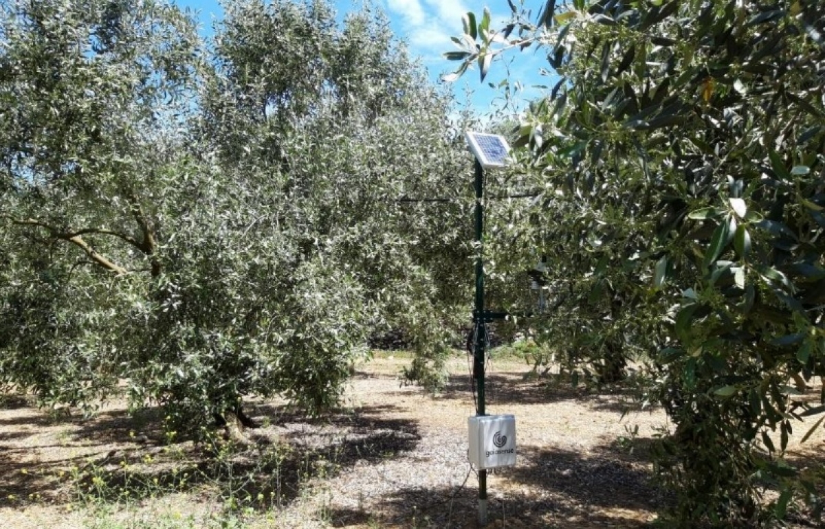 Πρόσκληση σε διαδικτυακή ημερίδα με αντικείμενο την ευφυή γεωργία στην καλλιέργεια της ελιάς (Πεμ 22/4/2021 11:00 πμ)