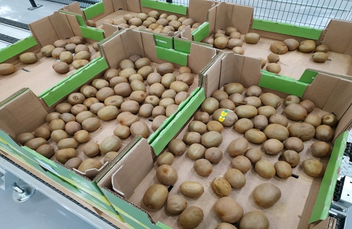 &quot;Πληγή για το ακτινίδιο το ενεργειακό κόστος&quot;