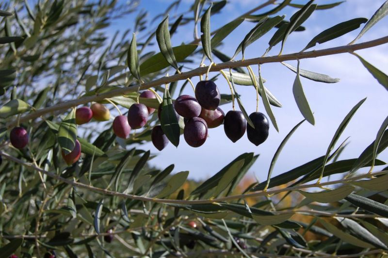 Η γεωργία ακριβείας και οι εφαρμογές της στον ελαιοκομικό τομέα – Σε εξέλιξη το ερευνητικό έργο σε 6.000 στρέμματα ελαιώνων στις Π.Ε. Ηλείας και Αιτωλοακαρνανίας