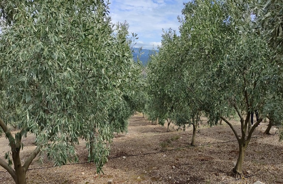 Ελιά: Καταπολέμηση των μυκητολογικών ασθενειών