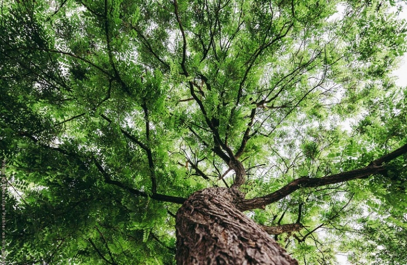 H ουδετερότητα του άνθρακα. Mπορεί να επιτευχθεί έως το 2050;