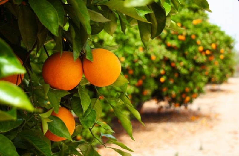 Οδηγίες για την προστασία στα εσπεριδοειδή